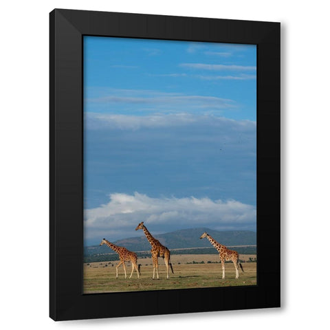 Africa-Kenya-Northern Frontier District-Ol Pejeta Conservancy-Reticulated giraffes Black Modern Wood Framed Art Print with Double Matting by Hopkins, Cindy Miller