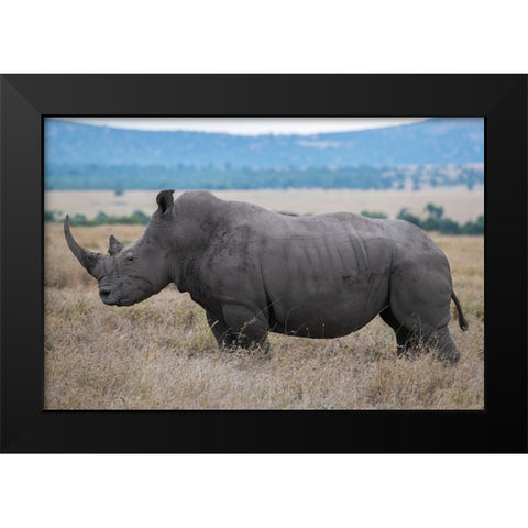 Africa-Kenya-Laikipia Plateau-Ol Pejeta Conservancy-Southern white rhinoceros-lone male Black Modern Wood Framed Art Print by Hopkins, Cindy Miller