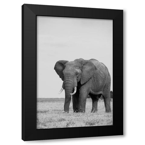 Africa-Kenya-Laikipia Plateau-Ol Pejeta Conservancy-African elephant Black Modern Wood Framed Art Print with Double Matting by Hopkins, Cindy Miller