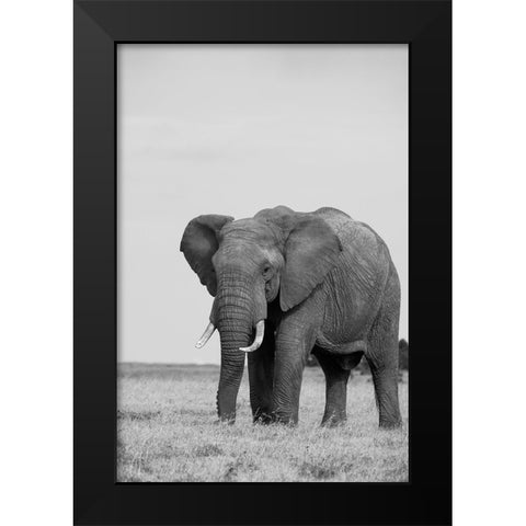 Africa-Kenya-Laikipia Plateau-Ol Pejeta Conservancy-African elephant Black Modern Wood Framed Art Print by Hopkins, Cindy Miller