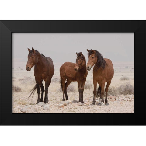 Three wild horses, Namib Desert, Namibia Black Modern Wood Framed Art Print by Kaveney, Wendy