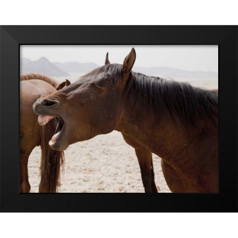 Wild horse yawning, Namib Desert, Namibia Black Modern Wood Framed Art Print by Kaveney, Wendy