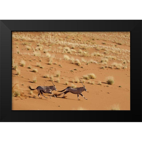 Oryx pair running, Dead Vlei, Sossusvlei, Namibia Black Modern Wood Framed Art Print by Kaveney, Wendy