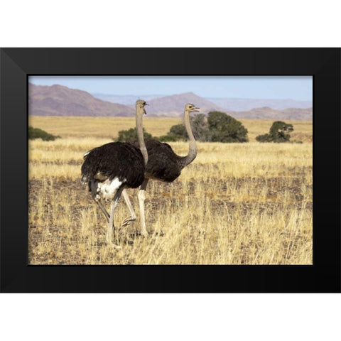 Ostrich pair, Namib-Naukluft, Sossusvlei, Namibia Black Modern Wood Framed Art Print by Kaveney, Wendy
