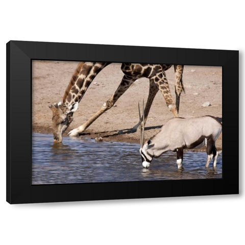 Giraffe and Oryx at water, Etosha NP, Namibia Black Modern Wood Framed Art Print by Kaveney, Wendy