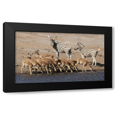 Zebras and black-faced impala, Etosha NP, Namibia Black Modern Wood Framed Art Print by Kaveney, Wendy