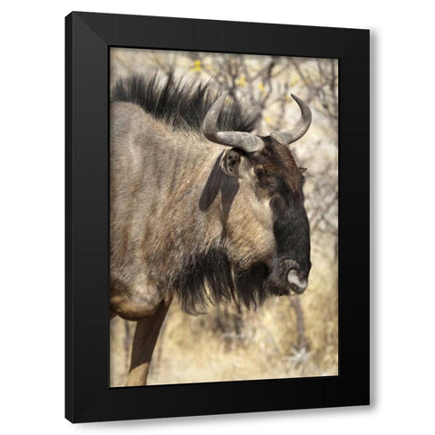 Side Wildebeest face, Etosha NP, Namibia Black Modern Wood Framed Art Print by Kaveney, Wendy