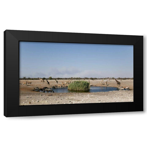 Animals gather at waterhole, Etosha NP, Namibia Black Modern Wood Framed Art Print by Kaveney, Wendy