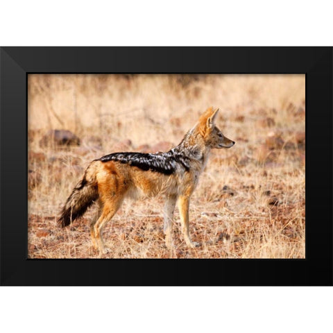 Black-backed jackal, Palmwag Conservancy, Namibia Black Modern Wood Framed Art Print by Kaveney, Wendy