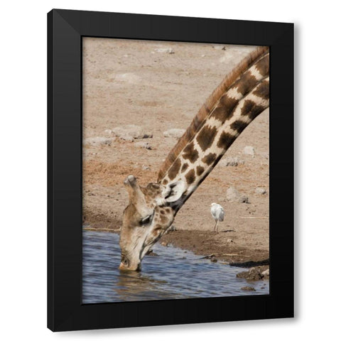 Namibia, Etosha NP Giraffe drinking Black Modern Wood Framed Art Print by Kaveney, Wendy