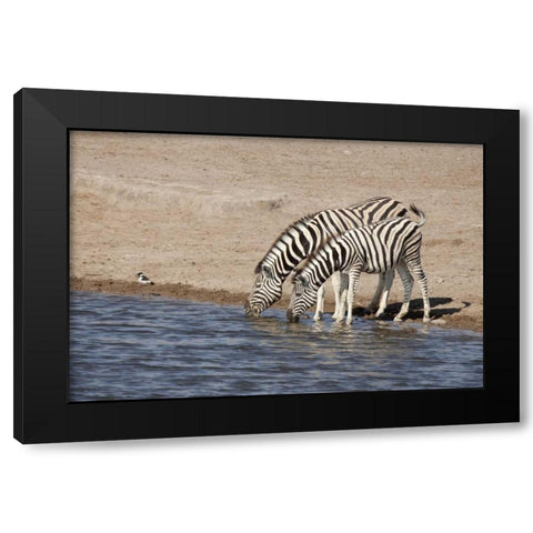 Namibia, Etosha NP Zebras drink at a waterhole Black Modern Wood Framed Art Print by Kaveney, Wendy
