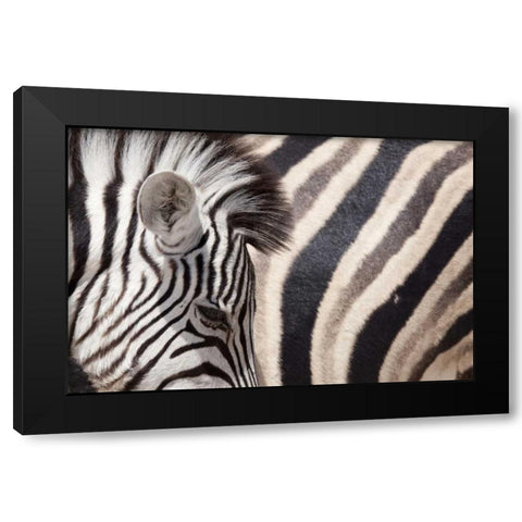 Namibia, Etosha NP Details of two zebras Black Modern Wood Framed Art Print by Kaveney, Wendy