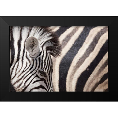 Namibia, Etosha NP Details of two zebras Black Modern Wood Framed Art Print by Kaveney, Wendy