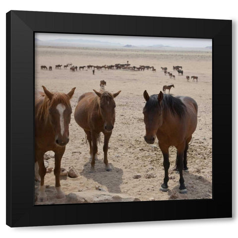 Namibia, Garub Herd of feral horses Black Modern Wood Framed Art Print with Double Matting by Young, Bill