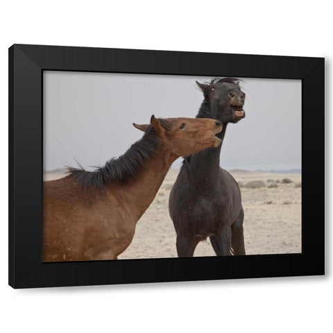 Namibia, Garub Feral horses playing Black Modern Wood Framed Art Print with Double Matting by Young, Bill