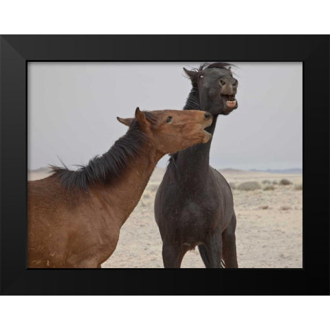 Namibia, Garub Feral horses playing Black Modern Wood Framed Art Print by Young, Bill