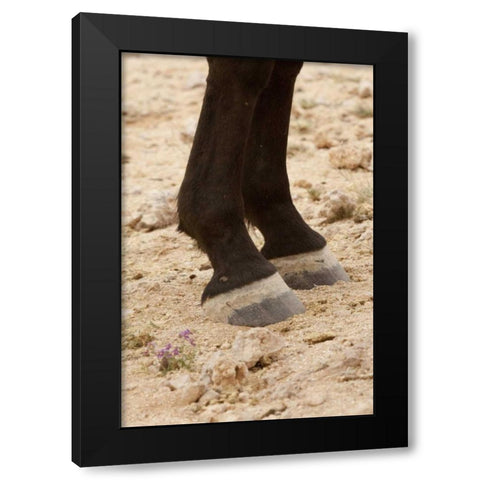Namibia, Aus Close-up of wild horse hooves Black Modern Wood Framed Art Print by Kaveney, Wendy