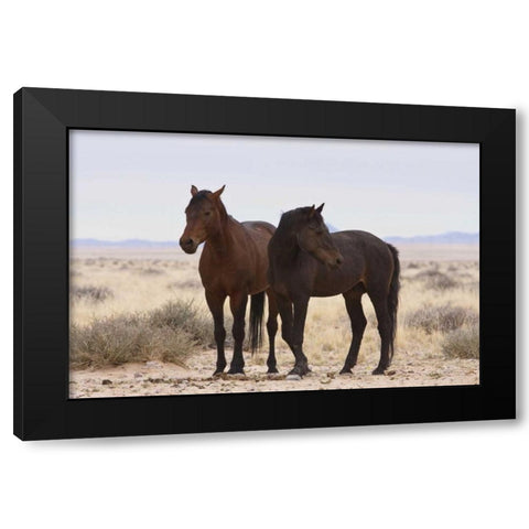 Namibia, Garub Two feral horses Black Modern Wood Framed Art Print by Young, Bill