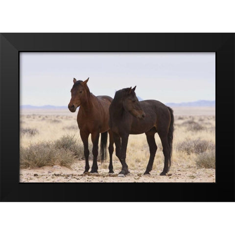 Namibia, Garub Two feral horses Black Modern Wood Framed Art Print by Young, Bill