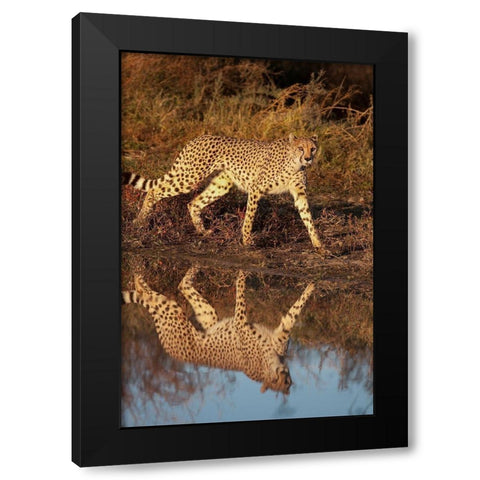 Namibia Adult cheetah reflecting in water Black Modern Wood Framed Art Print by Jaynes Gallery