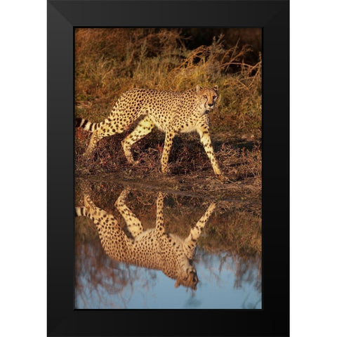 Namibia Adult cheetah reflecting in water Black Modern Wood Framed Art Print by Jaynes Gallery