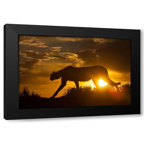 Namibia Cheetah silhouette at sunset Black Modern Wood Framed Art Print by Jaynes Gallery