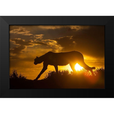 Namibia Cheetah silhouette at sunset Black Modern Wood Framed Art Print by Jaynes Gallery