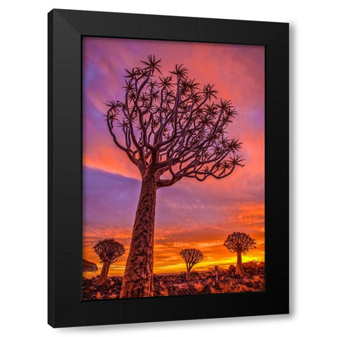 Africa-Namibia-Quiver trees at sunset Black Modern Wood Framed Art Print by Jaynes Gallery