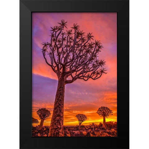 Africa-Namibia-Quiver trees at sunset Black Modern Wood Framed Art Print by Jaynes Gallery