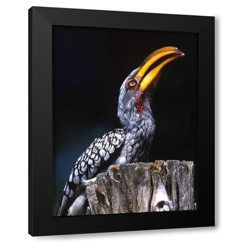 South Kruger NP Yellow-billed hornbill on tree Black Modern Wood Framed Art Print by Williams, Joanne