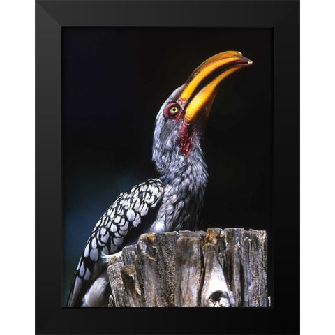 South Kruger NP Yellow-billed hornbill on tree Black Modern Wood Framed Art Print by Williams, Joanne