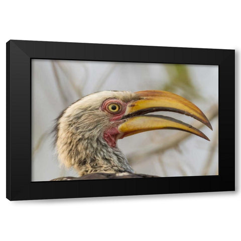 South Africa Yellow-billed hornbill bird Black Modern Wood Framed Art Print by Lord, Fred