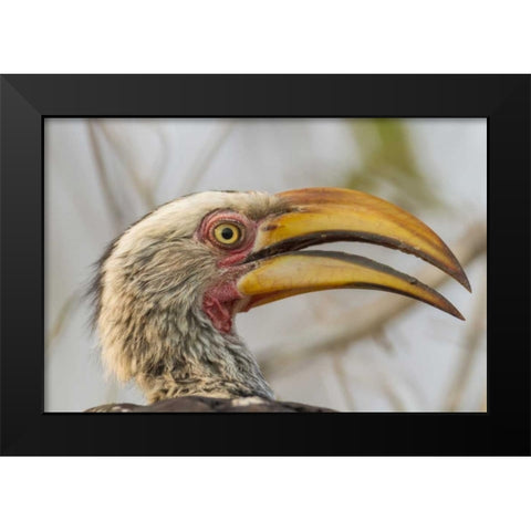 South Africa Yellow-billed hornbill bird Black Modern Wood Framed Art Print by Lord, Fred