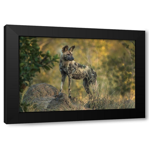 South Africa-Sabi Sabi Private Reserve Wild dog at sunrise Black Modern Wood Framed Art Print by Jaynes Gallery