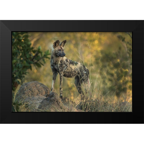 South Africa-Sabi Sabi Private Reserve Wild dog at sunrise Black Modern Wood Framed Art Print by Jaynes Gallery