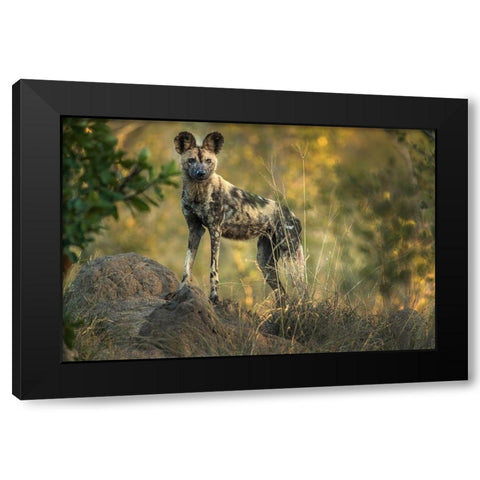 South Africa-Sabi Sabi Private Reserve Wild dog at sunrise Black Modern Wood Framed Art Print by Jaynes Gallery
