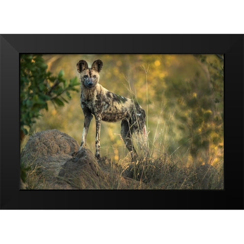 South Africa-Sabi Sabi Private Reserve Wild dog at sunrise Black Modern Wood Framed Art Print by Jaynes Gallery