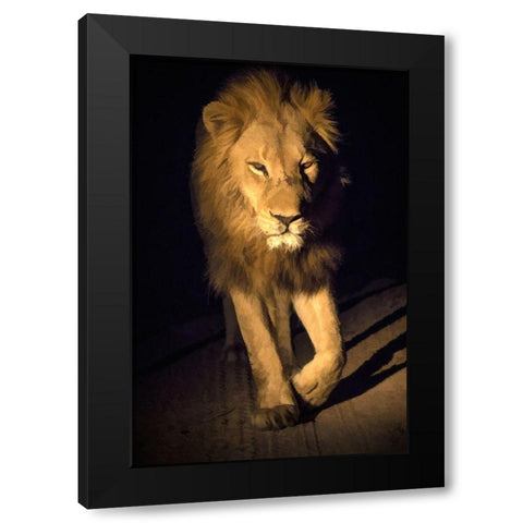 South Africa-Sabi Sabi Private Reserve Abstract of male lion walking Black Modern Wood Framed Art Print by Jaynes Gallery