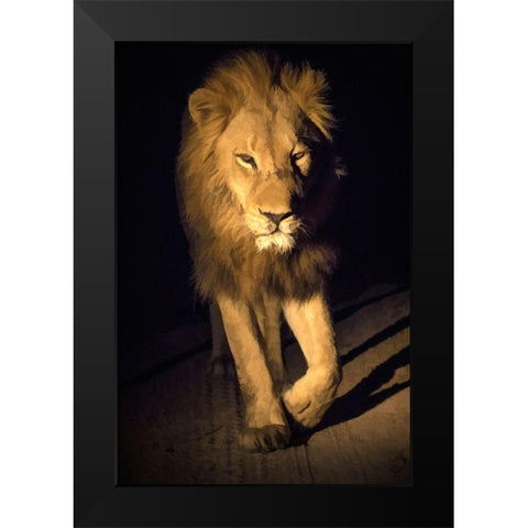 South Africa-Sabi Sabi Private Reserve Abstract of male lion walking Black Modern Wood Framed Art Print by Jaynes Gallery