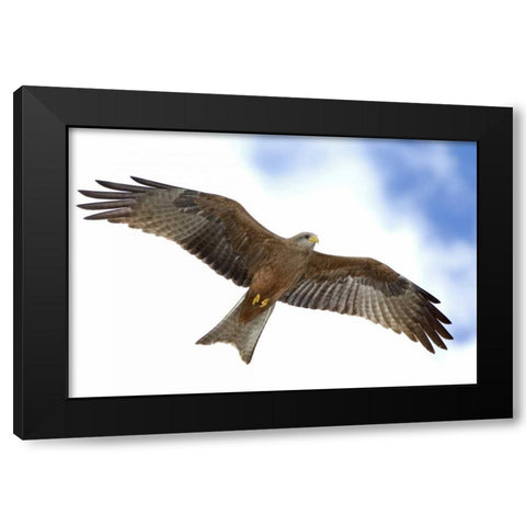 Tanzania Detail of yellow-billed kite in flight Black Modern Wood Framed Art Print with Double Matting by Morris, Arthur