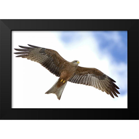 Tanzania Detail of yellow-billed kite in flight Black Modern Wood Framed Art Print by Morris, Arthur