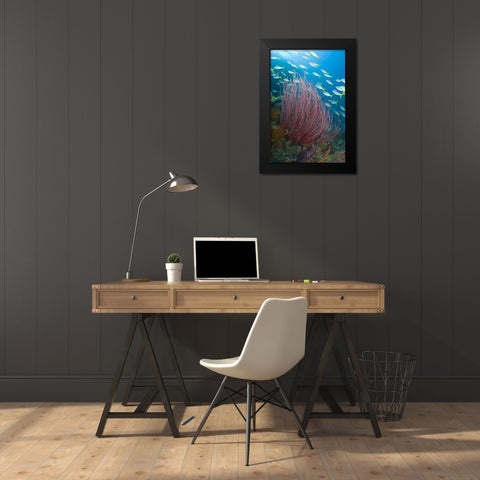 Indonesia Yellowtail fusilier and sea whip coral Black Modern Wood Framed Art Print by Shimlock, Jones