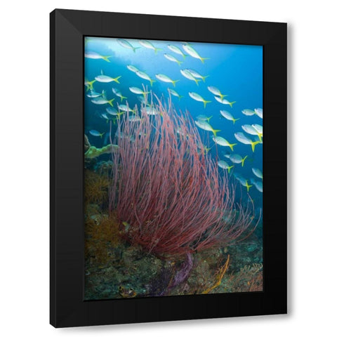 Indonesia Yellowtail fusilier and sea whip coral Black Modern Wood Framed Art Print with Double Matting by Shimlock, Jones