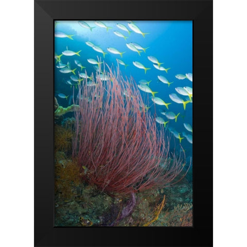 Indonesia Yellowtail fusilier and sea whip coral Black Modern Wood Framed Art Print by Shimlock, Jones