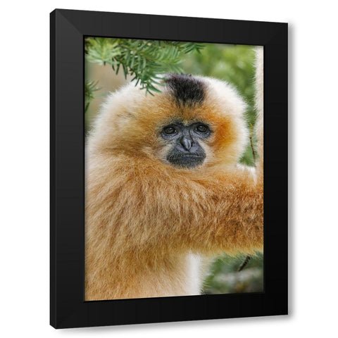 Buff-cheeked Gibbon-native to Laos-Vietnam-Cambodia Black Modern Wood Framed Art Print with Double Matting by Jones, Adam