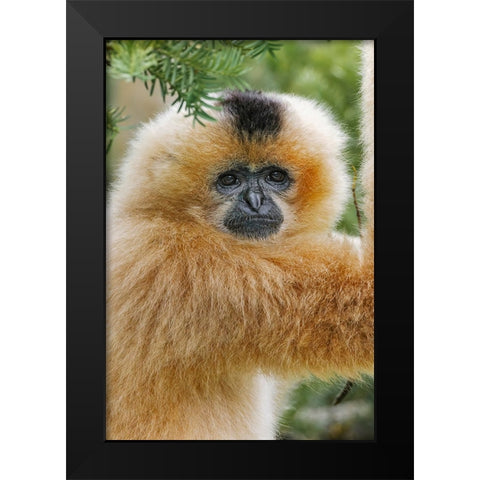 Buff-cheeked Gibbon-native to Laos-Vietnam-Cambodia Black Modern Wood Framed Art Print by Jones, Adam