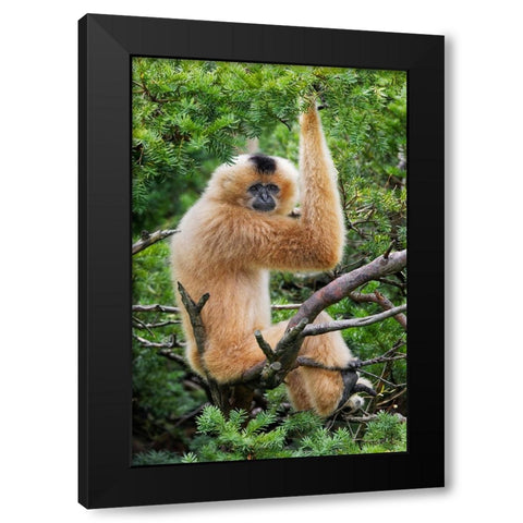 Buff-cheeked Gibbon-native to Laos-Vietnam-Cambodia Black Modern Wood Framed Art Print by Jones, Adam