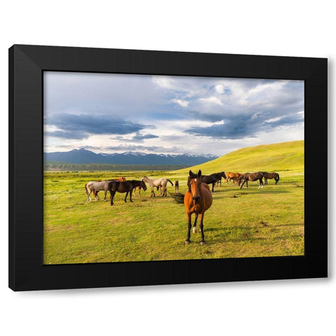 Horses for the production of milk-kumys and meat A typical farm on the Suusamyr plain-a high valley Black Modern Wood Framed Art Print with Double Matting by Zwick, Martin