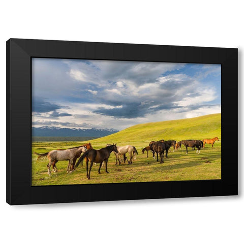 Horses for the production of milk-kumys and meat A typical farm on the Suusamyr plain Black Modern Wood Framed Art Print with Double Matting by Zwick, Martin