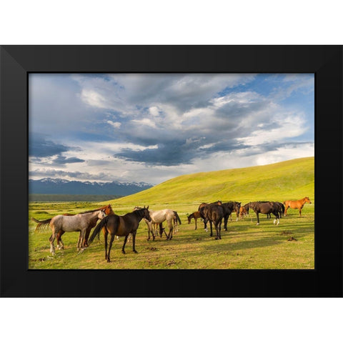 Horses for the production of milk-kumys and meat A typical farm on the Suusamyr plain Black Modern Wood Framed Art Print by Zwick, Martin